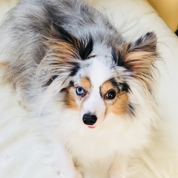 Meet your Posher, Tamara - Picture 1 of 1